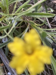 Goodenia willisiana