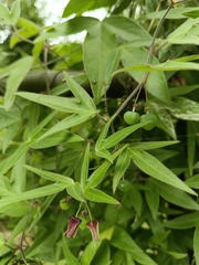 Passiflora suberosa