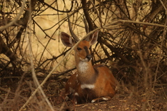 Tragelaphus scriptus bor