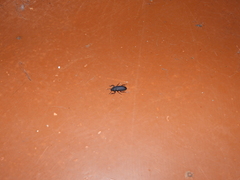 Tenebrioninae