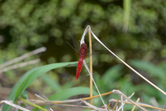 Crocothemis servilia mariannae
