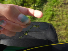 Lestes virens vestalis