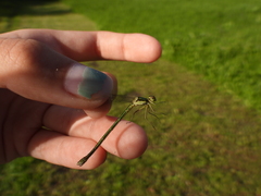 Lestes virens vestalis