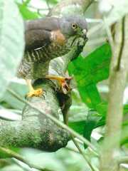 Harpagus bidentatus