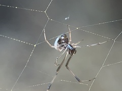 Argyrodes elevatus