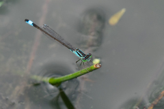 Ischnura elegans
