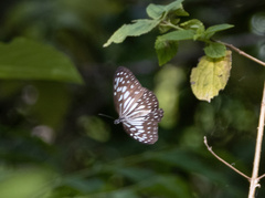 Ideopsis juventa
