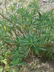Euphorbia mellifera
