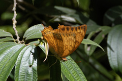 Charaxes affinis