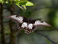 Papilio ascalaphus