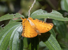 Charaxes affinis