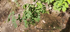 Caragana arborescens