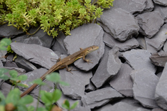 Takydromus tachydromoides