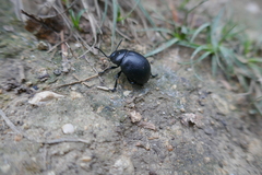 Timarcha goettingensis