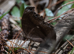 Junonia intermedia