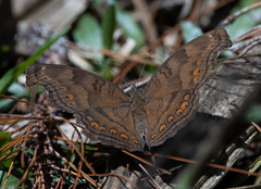 Junonia intermedia