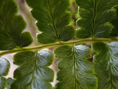 Dryopteris costalisora