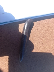 Ommatoiulus moreleti