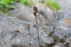 Luzula taiwaniana