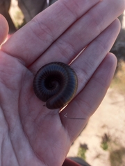 Ommatoiulus moreleti