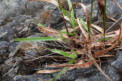 Luzula taiwaniana