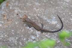 Takydromus tachydromoides