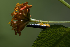 Cicadellinae