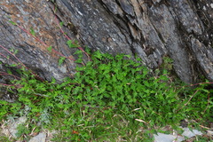 Persicaria runcinata
