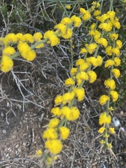 Acacia spinescens