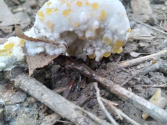 Hypomyces chrysospermus