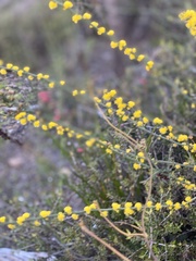 Acacia spinescens