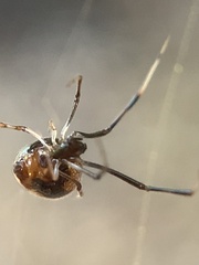 Argyrodes elevatus