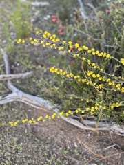 Acacia spinescens