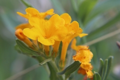 Lithospermum canescens