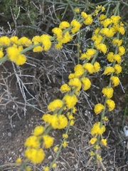 Acacia spinescens