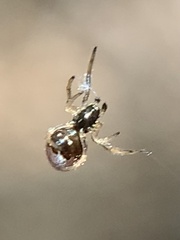 Argyrodes elevatus