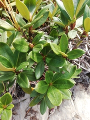 Rhododendron caucasicum