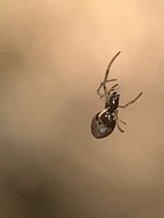 Argyrodes elevatus