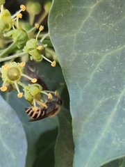 Colletes