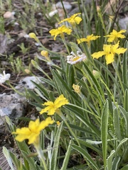 Goodenia willisiana