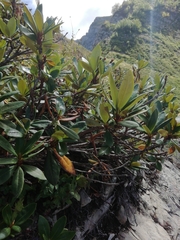 Rhododendron caucasicum