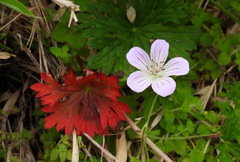 Geranium hayatanum