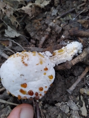 Hypomyces chrysospermus