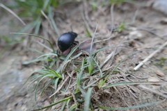 Timarcha goettingensis