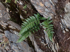 Dryopteris costalisora