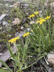 Goodenia willisiana