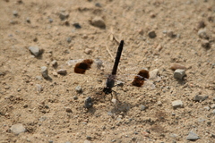 Brachythemis impartita