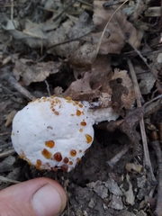 Hypomyces chrysospermus