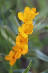 Lithospermum canescens