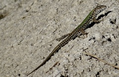Podarcis muralis nigriventris